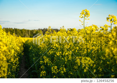 Vibrant yellow canola field under a clear blue sky showcasing nature's beauty and rural landscapes with blooming flowers in a peaceful setting 126458256