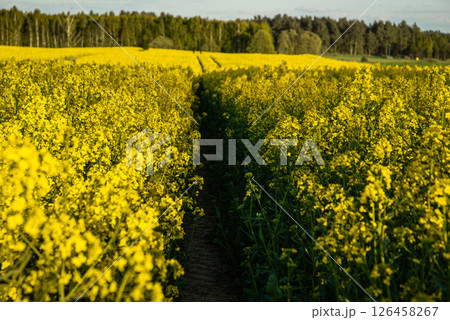 Vast yellow field of blooming rapeseed on a sunny day with lush green forest in the background under a clear blue sky Vast yellow field of blooming rapeseed on a sunny day with lush green forest in the background under a clear blue sky 126458267