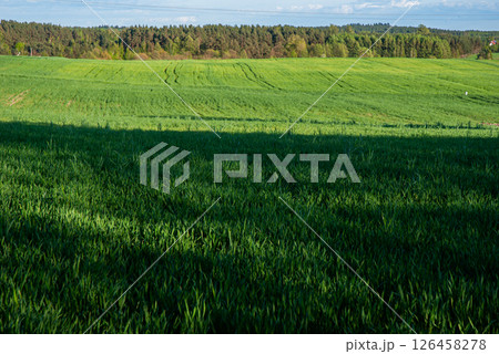 Vibrant green fields under a clear blue sky with lush forest bordering the horizon on a sunny day captured in stunning detail Vibrant green fields under a clear blue sky with lush forest bordering the horizon on a sunny day captured in stunning detail 126458278