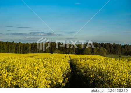 Expansive yellow rapeseed field against vibrant blue sky with lush green forest on horizon capturing the tranquil essence of rural nature Expansive yellow rapeseed field against vibrant blue sky with lush green forest on horizon capturing the tranquil essence of rural nature 126458280
