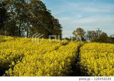 Golden yellow canola field with blue sky and trees in tranquil countryside landscape capturing the essence of rural natural serenity 126458289