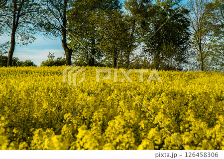 Vibrant yellow canola field under blue sky and green trees, capturing a serene springtime landscape with lush nature and blossoming beauty 126458306