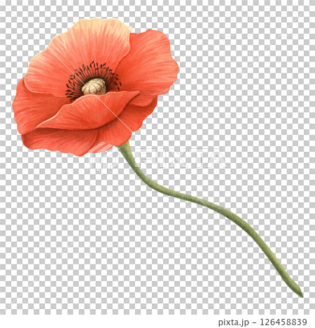 Red poppy flower with green stem. Floral element, hand-drawn watercolor illustration. Symbol of Memorial, Remembrance, ANZAC, Veterans and Victory Day. Perfect for event banner, border, frame, bouquet Red poppy flower with green stem. Floral element, hand-drawn watercolor illustration. Symbol of Memorial, Remembrance, ANZAC, Veterans and Victory Day. Perfect for event banner, border, frame, bouquet 126458839