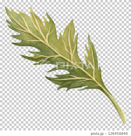 Green leaf of poppy flower isolated botanical illustration. Hand-drawn watercolor element. Perfect for spring or summer bouquet, home textile or fabric, floral borders and frames, flowers poppies set Green leaf of poppy flower isolated botanical illustration. Hand-drawn watercolor element. Perfect for spring or summer bouquet, home textile or fabric, floral borders and frames, flowers poppies set 126458840