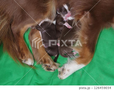 Mother dog is laying on a green blanket with her puppies Mother dog is laying on a green blanket with her puppies 126459034