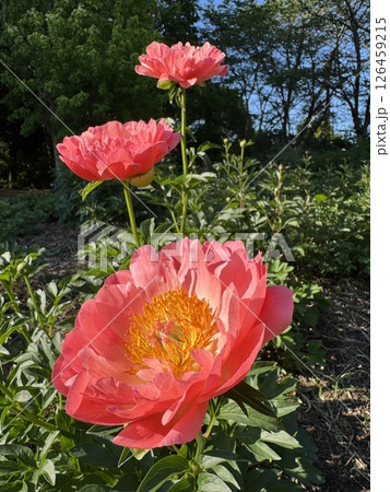 ピンク色のシャクヤクの花 ピンク色のシャクヤクの花 126459215