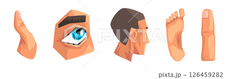 Human Body Part Separated with Skin Vector Setのイラスト素材 [126459282] - PIXTA