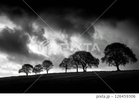 Nature's Monochrome Drama With Silhouetted Trees Under a Stormy Night Sky. 126459306