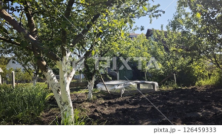Small plastic-covered greenhouse standing among fruit trees with whitewashed trunks in a rural garden. Concept of self-reliant gardening and seasonal cultivation Small plastic-covered greenhouse standing among fruit trees with whitewashed trunks in a rural garden. Concept of self-reliant gardening and seasonal cultivation 126459333