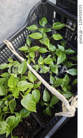 Young green pepper seedlings growing in small pots inside a plastic crate ready for transplanting. Concept of early cultivation and sustainable home gardening Young green pepper seedlings growing in small pots inside a plastic crate ready for transplanting. Concept of early cultivation and sustainable home gardening 126459335