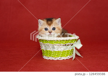 Small Scottish kitten sits in a green basket Small Scottish kitten sits in a green basket 126459386