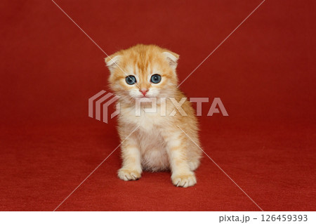 Red Scottish fold kitten with  blue eyes 126459393