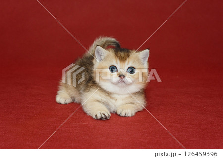 Small kitten with short paws Small kitten with short paws 126459396