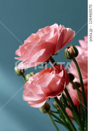 Beautiful Pink Flowers With Delicate Petals Against a Soft Blue Background in a Natural Setting 126460070