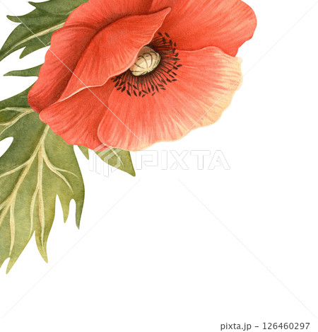 Red poppy flower with green leaves closeup frame. Floral botanical template with white background. Perfect for Remembrance, ANZAC, Victory, Veterans Day arrangement, decor, fabrics, postcard, card 126460297