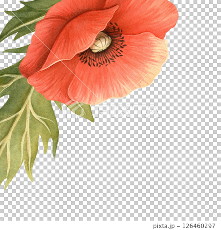 Red poppy flower with green leaves closeup frame. Floral botanical template with white background. Perfect for Remembrance, ANZAC, Victory, Veterans Day arrangement, decor, fabrics, postcard, card 126460297