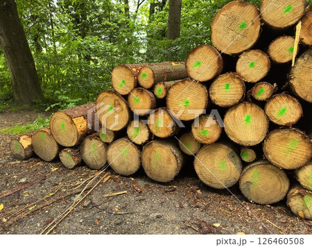 Pile of logs with green markings on them Pile of logs with green markings on them 126460508