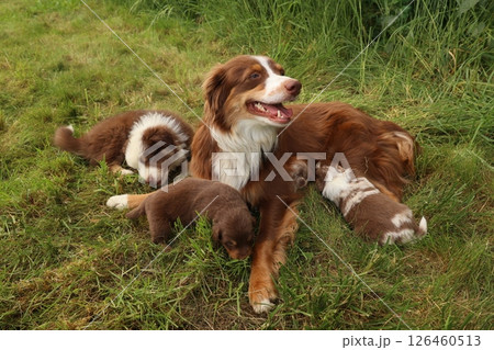 A mother dog is laying on the grass with her puppies A mother dog is laying on the grass with her puppies 126460513