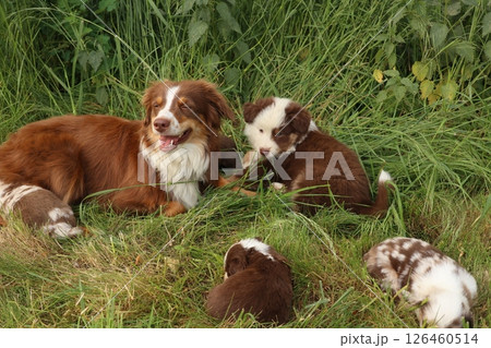 A dog and its puppies are laying in the grass A dog and its puppies are laying in the grass 126460514