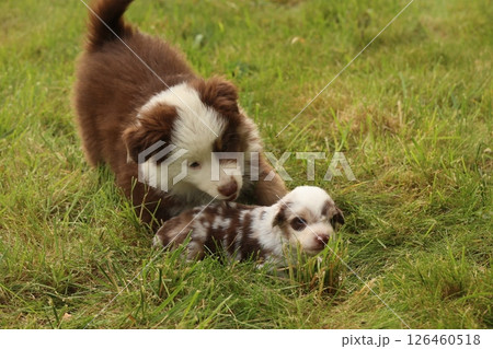 Two puppies playing in a grassy field 126460518