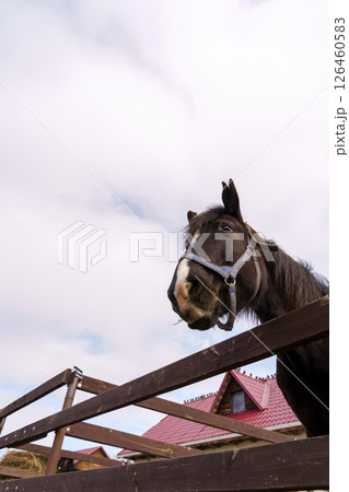 Horse in a rural setting with a cloudy sky and rustic wooden fence at a farmhouse 126460583