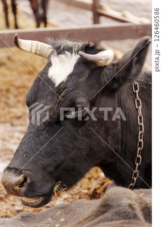 Cattle grazing in a farmyard at midday with green pastures in the background and other cows nearby 126460586