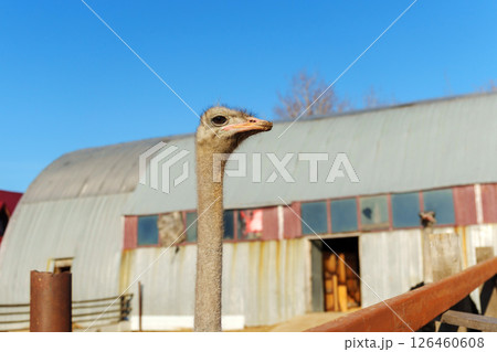 Ostrich curiously gazing at the camera in bright sunlight near a rustic farm 126460608