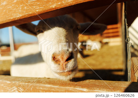 Close-up of a curious goat looking through a fence in the afternoon sunlight Close-up of a curious goat looking through a fence in the afternoon sunlight 126460626
