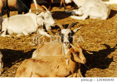 Goat stands in rustic barn light, highlighting its features and surroundings during golden hour 126460640