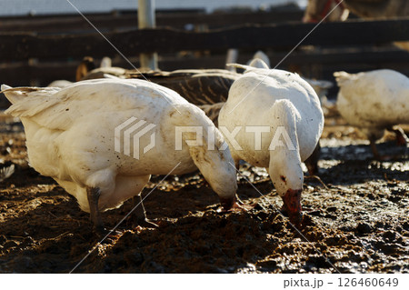 Geese foraging together in a sunlit farmyard setting, showcasing their natural behavior during the late afternoon 126460649