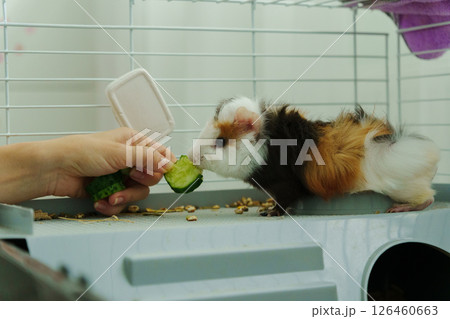 Guinea pig peeks out of its cozy habitat while enjoying a refreshing slice of cucumber in the early Guinea pig peeks out of its cozy habitat while enjoying a refreshing slice of cucumber in the early 126460663