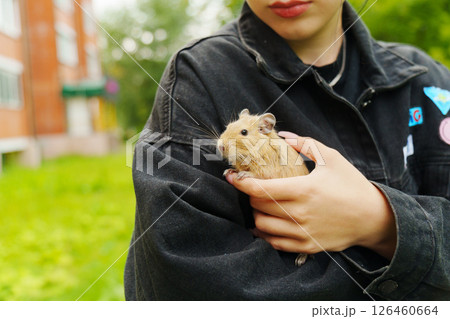 Friendly squirrel is gently cradled in a person hand, enjoying the warmth of the afternoon sun. Friendly squirrel is gently cradled in a person hand, enjoying the warmth of the afternoon sun. 126460664