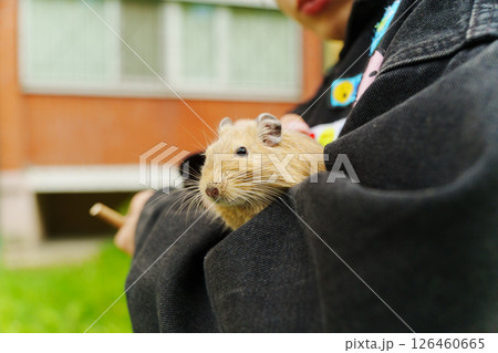 A curious squirrel gently on a hand during a sunny afternoon in the garden 126460665