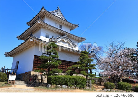 【香川県】桜咲く春の丸亀城(現存天守と石垣の名城) 【香川県】桜咲く春の丸亀城(現存天守と石垣の名城) 126460686