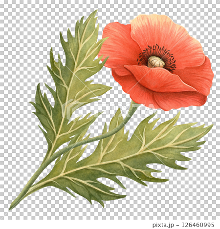 Red poppy flower with green foliage watercolor illustration. Floral bouquet element, symbol of Remembrance, ANZAC, Veterans Days. Perfect for Memorial day events, spring or summer seasonal decoration Red poppy flower with green foliage watercolor illustration. Floral bouquet element, symbol of Remembrance, ANZAC, Veterans Days. Perfect for Memorial day events, spring or summer seasonal decoration 126460995
