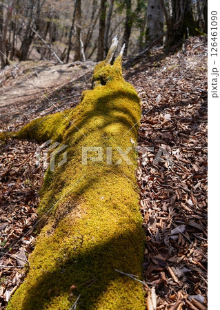 動物姿の倒木 動物姿の倒木 126461090