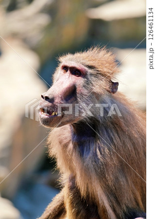 マントヒヒ 126461134