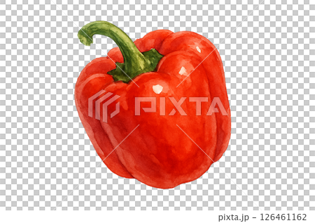 水彩で描かれた赤いパプリカのイラスト（野菜・食材） 126461162