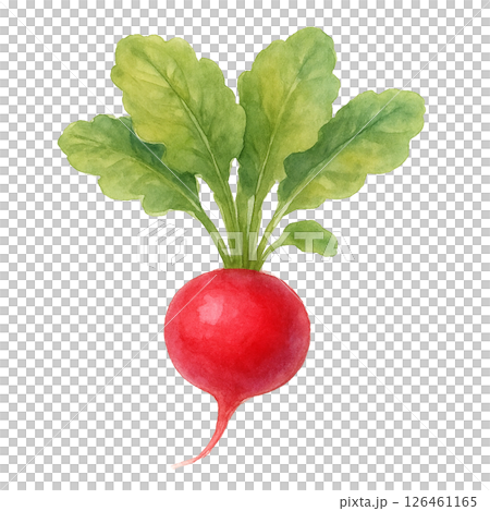 ラディッシュの水彩イラスト（手描き風） 126461165