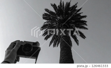 Single palm tree on dark soft light .Background concept. Generated Imag 126461333