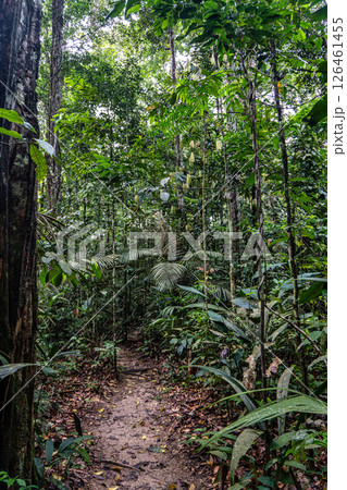 The Musa botanical garden. Manaus, Brazil. Natural beauty, Floresta Amazonica The Musa botanical garden. Manaus, Brazil. Natural beauty, Floresta Amazonica 126461455