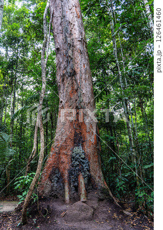 The Musa botanical garden. Manaus, Brazil. Natural beauty, Floresta Amazonica The Musa botanical garden. Manaus, Brazil. Natural beauty, Floresta Amazonica 126461460