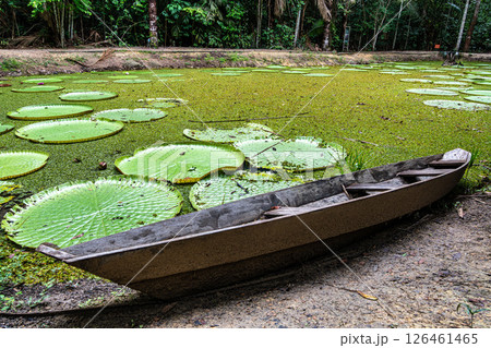 Victoria amazonica flower at Museu da Amazonia, MUSA in Manaus, Brazil. The largest of the water lily family Victoria amazonica flower at Museu da Amazonia, MUSA in Manaus, Brazil. The largest of the water lily family 126461465