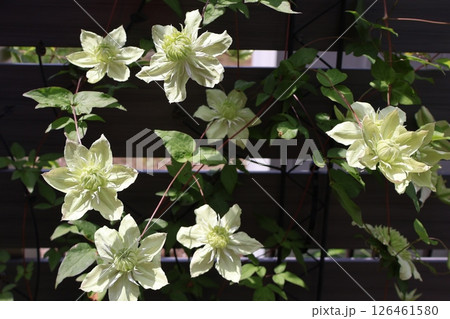 クレマチスの白万重の花がした 126461580