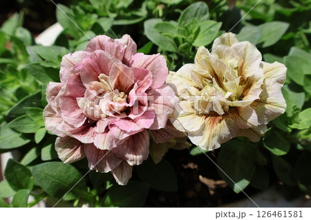 シックな八重咲きペチュニアの花びら シックな八重咲きペチュニアの花びら 126461581