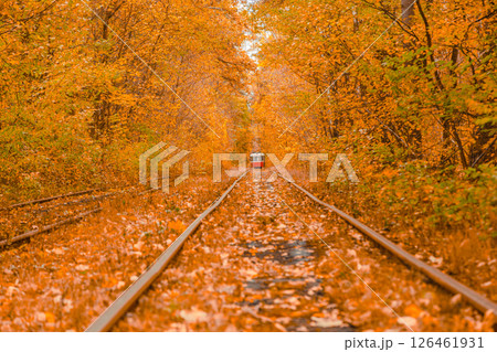 Autumn forest through which the tram travels, Kyiv and rails 126461931