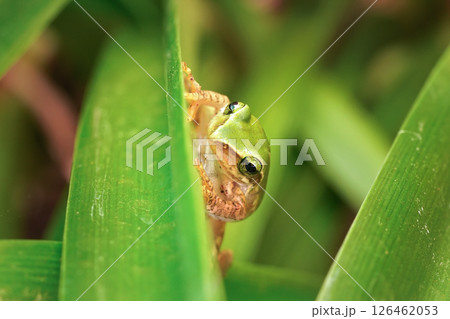 Small Madagascar green tree frog resting on green leaf, closeup detail 126462053