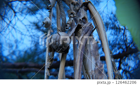 謎の不気味な雰囲気の植物の写真 126462206