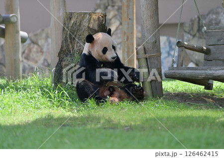 おいしい竹にご満悦の明浜 126462415