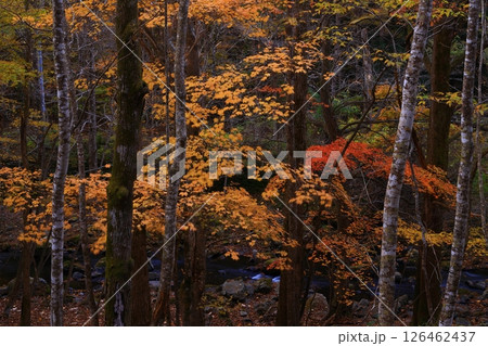 岩手県遠野市　秋の仙人峠 126462437
